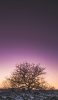 📱紫の空 枯れ木 OPPO R15 Pro 壁紙・待ち受け