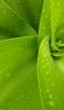 📱水滴が沢山ついた緑の草 ZenFone Max Pro (M2) 壁紙・待ち受け