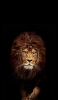 📱百獣の王 かっこいいライオン iPhone 12 Pro 壁紙・待ち受け
