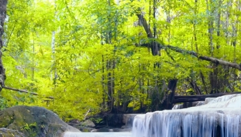 📱綺麗な森と川と小さな滝 Rakuten Hand 5G 壁紙・待ち受け
