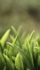 📱光を浴びる綺麗な緑の草 ZenFone Max Pro (M2) 壁紙・待ち受け