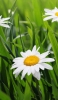 📱可愛い白い花 緑の草 ZenFone 7 Pro 壁紙・待ち受け