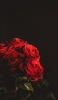 📱綺麗な赤い薔薇の束 OPPO A5 2020 壁紙・待ち受け