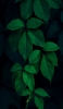 📱綺麗な濃い緑の葉 Xperia 10 II 壁紙・待ち受け