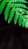 📱綺麗な濃い緑の葉 ZenFone 7 Pro 壁紙・待ち受け