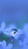 📱水滴が乗った薄い紫の花 Redmi Note 9S 壁紙・待ち受け