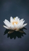 📱池 白い蓮の花 ZenFone 7 壁紙・待ち受け