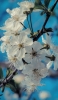 📱綺麗な白い桜の花 ZenFone 7 Pro 壁紙・待ち受け