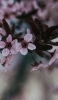 📱可愛いピンクの花 OPPO A5 2020 壁紙・待ち受け