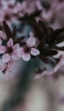 📱可愛いピンクの花 Redmi Note 9S 壁紙・待ち受け