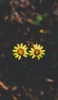 📱2輪の小さい黄色の花 Mi 11 Lite 5G 壁紙・待ち受け