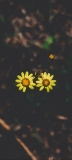 📱小さい黄色の花 OPPO Reno3 A 壁紙・待ち受け