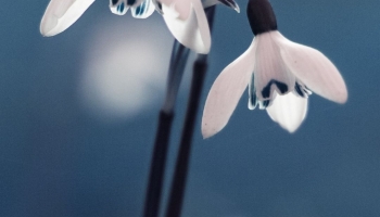 📱下を向いて咲く白い花 Redmi Note 10 Pro 壁紙・待ち受け