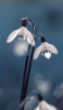 📱下を向いて咲く白い花 Redmi Note 9S 壁紙・待ち受け