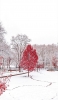 📱雪景色 赤い木 Xperia 10 II 壁紙・待ち受け