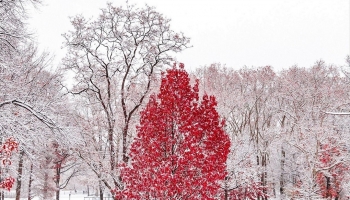 📱雪景色 赤い木 Xperia 5 壁紙・待ち受け
