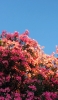 📱密集して咲くピンクの花 ZenFone 7 Pro 壁紙・待ち受け