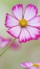 📱綺麗なピンク・白の花 OPPO R15 Pro 壁紙・待ち受け