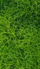 📱緑の細い草 ZenFone 7 壁紙・待ち受け