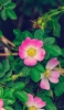 📱綺麗なピンク・白の花 ZenFone 7 Pro 壁紙・待ち受け
