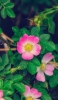 📱綺麗なピンク・白の花 OPPO A5 2020 壁紙・待ち受け