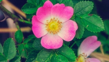 📱綺麗なピンク・白の花 Redmi Note 9S 壁紙・待ち受け
