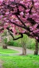 📱綺麗なピンクの花の木 ZenFone Max Pro (M2) 壁紙・待ち受け