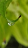 📱水滴がついた曲がった緑の葉 ZenFone 7 Pro 壁紙・待ち受け