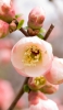 📱可愛い梅の花 ZenFone 7 Pro 壁紙・待ち受け