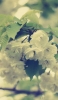 📱綺麗な白い花 Redmi Note 9S 壁紙・待ち受け