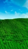 📱青い空 緑の草が生える大地 OPPO A5 2020 壁紙・待ち受け