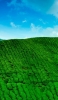 📱青い空 緑の草が生える大地 OPPO Reno3 A 壁紙・待ち受け