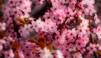 📱綺麗なピンクの桜の花 moto g9 play 壁紙・待ち受け