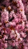 📱綺麗なピンクの桜の花 OPPO A5 2020 壁紙・待ち受け