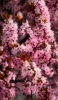 📱綺麗なピンクの桜の花 Mi 10 Lite 5G 壁紙・待ち受け