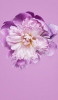 📱可愛い桜の花 クローズアップ Galaxy A32 5G 壁紙・待ち受け