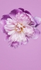 📱可愛い桜の花 クローズアップ Galaxy S21 5G 壁紙・待ち受け