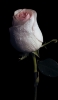 📱水滴のついた薄いピンクの薔薇 OPPO Reno3 A 壁紙・待ち受け
