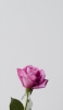 📱一輪の綺麗なピンクの薔薇 OPPO A5 2020 壁紙・待ち受け