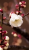 📱白い梅の花 OPPO A5 2020 壁紙・待ち受け