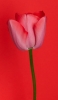 📱赤い背景 ピンクのチューリップ ZenFone 7 Pro 壁紙・待ち受け
