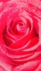 📱水滴 赤い薔薇 クローズアップ OPPO Reno5 A 壁紙・待ち受け