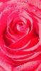 📱水滴 赤い薔薇 クローズアップ Galaxy A32 5G 壁紙・待ち受け