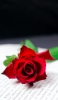 📱赤い薔薇 英語の紙 Mi 11 Lite 5G 壁紙・待ち受け