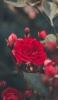📱綺麗な赤い花 ZenFone 7 Pro 壁紙・待ち受け