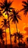 📱オレンジに染まる景色 椰子の木 Galaxy A32 5G 壁紙・待ち受け
