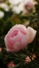 📱綺麗な薄いピンクの花 ZenFone 7 Pro 壁紙・待ち受け
