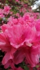 📱綺麗なピンクのつつじの花 OPPO Reno3 A 壁紙・待ち受け