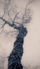 📱下から見上げた枯れた大木 Redmi Note 9S 壁紙・待ち受け