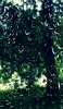 📱緑色の自然が透けて見える水滴がついたガラス Redmi Note 9S 壁紙・待ち受け